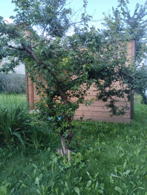 Коллективный сад номер 7, участок 58 в Крымске - krymsk.yutvil.ru - фото 28