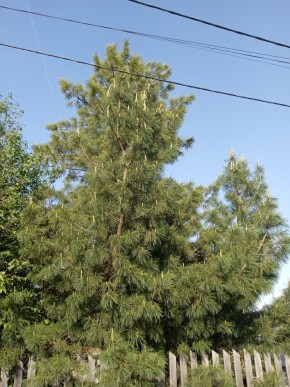ул. Полынная,29 в Крымске - krymsk.yutvil.ru - фото 18 ул. Полынная,29 в Крымске - krymsk.yutvil.ru - фото 18
